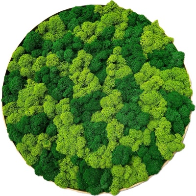 Machový obraz - Kruh lišajník mix Veľkosť rámu: 40cm