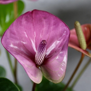 Anthurium Andraeanum Cavalli purple - Heureka.sk