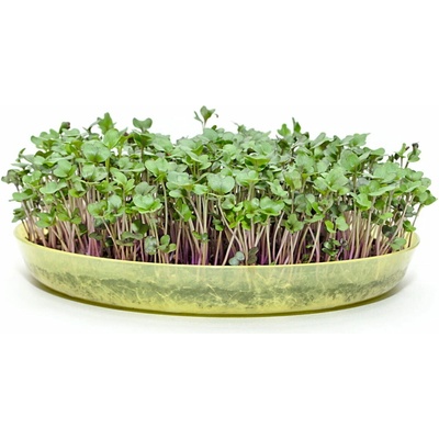 Toraf Microgreens, semínka na klíčky - Kadeřávek červený 10g