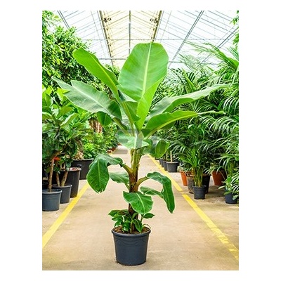 Musa Tropicana Pestovani