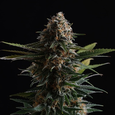 Kannabia Seeds Candy Cream Go Fast semena neobsahují THC 5 ks