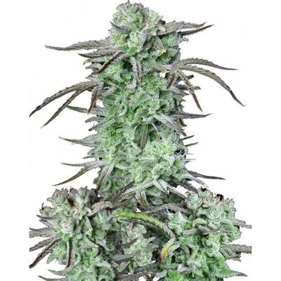 Fastbuds Strawberry Banana Auto semienka neobsahujú THC 100 ks