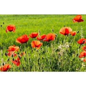 DIMEX ART Флизелинов фототапет маково поле 375 x 250 см