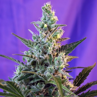 Sweet Seeds Sweet Skunk F1 Fast Version semienka neobsahujú THC 100 ks