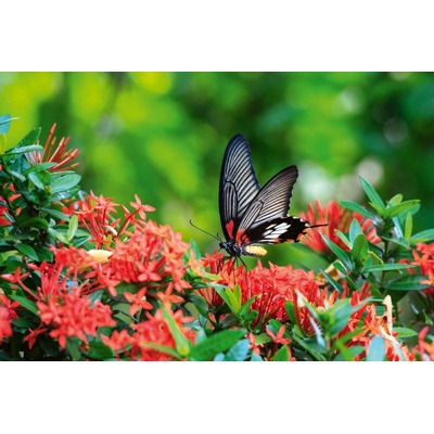 DIMEX ART Флизелинов фототапет пеперуда върху цвете 375 x 250 см