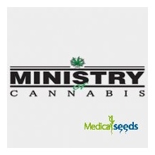 Ministry of Cannabis God's Glue semena neobsahují THC 2 ks