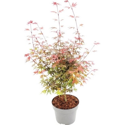 Javor dlanitolistý Acer palmatum 'Shaina' výška 80-100 cm květináč 10 l