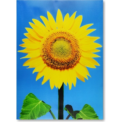 Home Design TP6430 Obraz na stěnu na dřevěném rámu SLUNEČNICE 70x50 cm