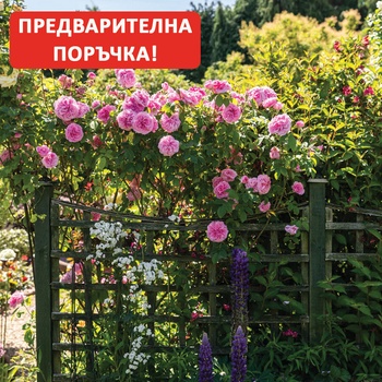 David Austin® Щамбова Роза Gertrude Jekyll® - David Austin®