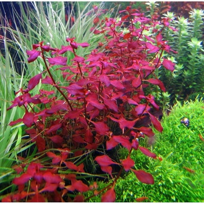 Ludwigia sp. Mini Super Red – Zboží Mobilmania