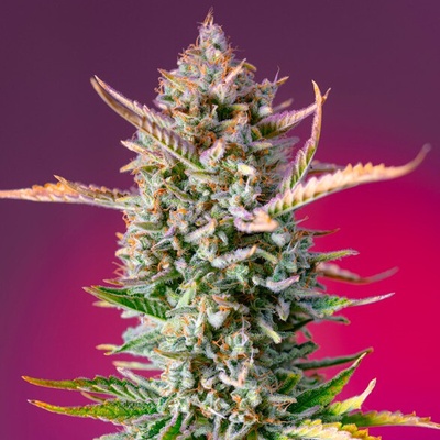 Sweet Seeds Gorilla Sherbet F1 Fast Version semienka neobsahujú THC 3 ks