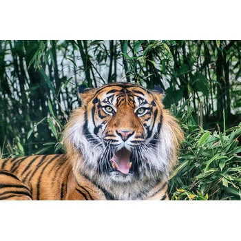 DIMEX ART s. r. o Флизелинов фототапет суматрански тигър 375 x 250 см