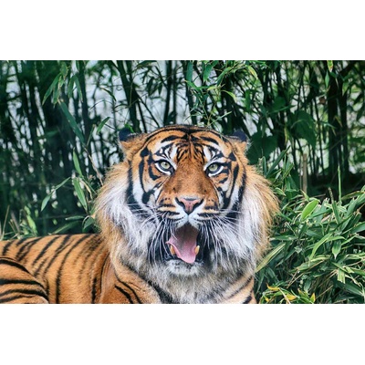 DIMEX ART Флизелинов фототапет суматрански тигър 375 x 250 см