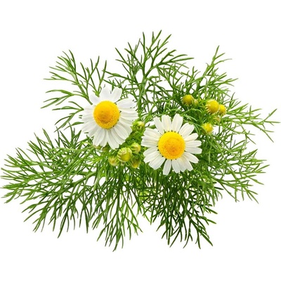 Mühldorfer Špaldový aromatický polštář Vůně Růže 40x60