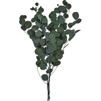 EUCALYPTUS SUŠINA ZELENÁ