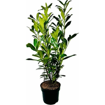 Prunus laurocerasus 'Caucasica' Prodejní velikost: 040/060, Velikost hrnku: 3 l