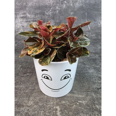 Peperomia Creme Brulee 7 cm (Raritní velmi výrazná pepromie)
