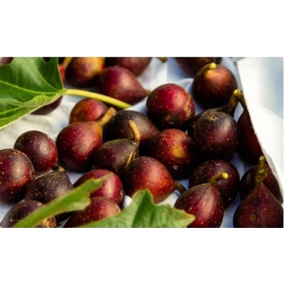 Figovník obyčajný (Ficus carica) ´LITTLE MISS FIGGY´® - výška 40-50 cm, kont. C2L