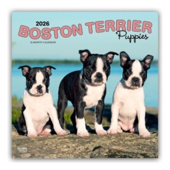 Browntrout Verlags GmbH Boston Terrier Puppies - Boston Terrier Welpen 2026 - 16-Monatskalender