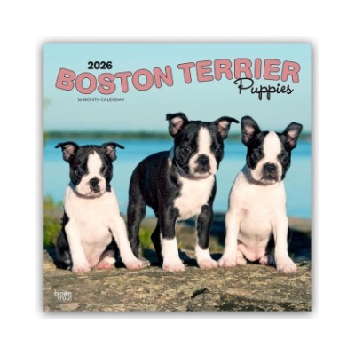 Browntrout Verlags GmbH Boston Terrier Puppies - Boston Terrier Welpen 2026 - 16-Monatskalender | BrownTrout Publishers Inc