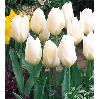 Prodej Tulipanu