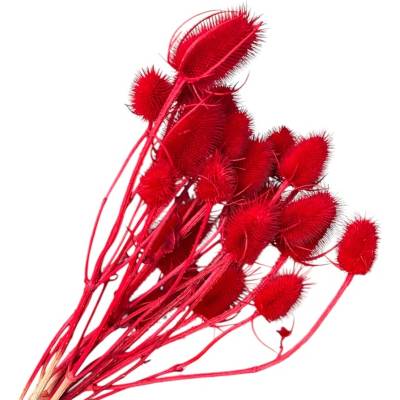 FLOWERIO Sušené bodliaky Dipsacus 50g - červené