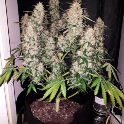 Phoenix Seeds CBD AUTO semena neobsahují THC 3 ks
