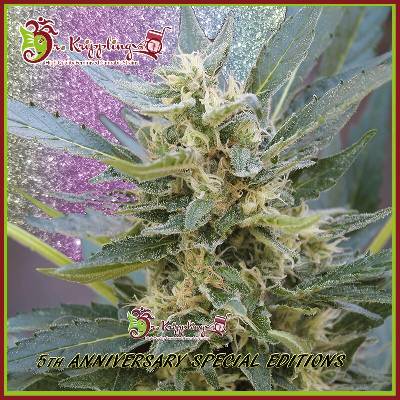 Dr. Krippling Seeds Jumping Jack Dash AUTO semena neobsahují THC 5 ks