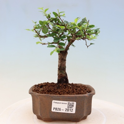 e-bonsai Pokojová bonsai - Ulmus parvifolia - Malolistý jilm