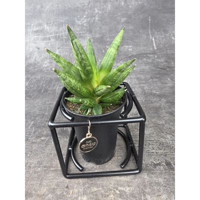 Sansevieria raritní v kovovém stojanu 4