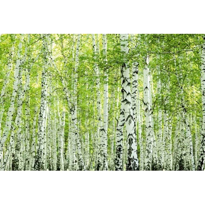 DIMEX ART Флизелинов фототапет пролетна брезова гора 375 x 250 см