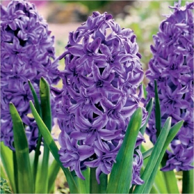Hyacint plnokvětý Lili Purple - Hyacinthus - cibule hyacintu - 1 ks