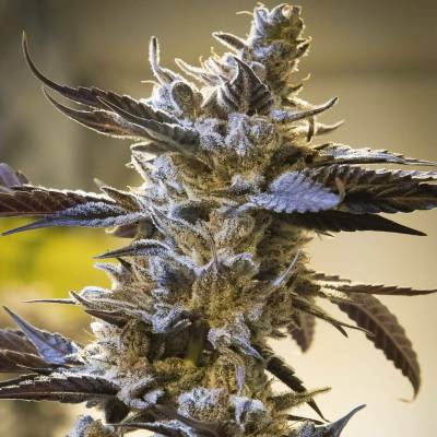 High Speed Buds Ghost Train OG AUTO semena neobsahují THC 3 ks