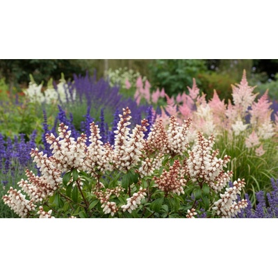 Agarden Pieris japonská 'Bonfire'