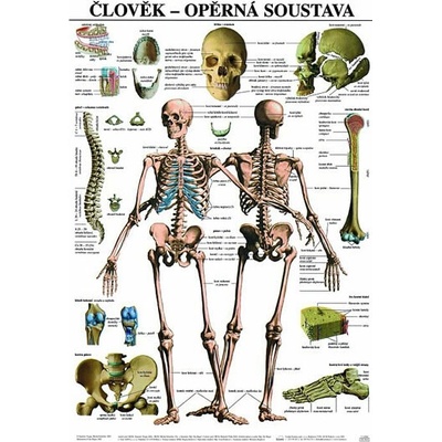 Plakát - Člověk - Opěrná soustava
