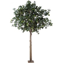 Platinum Camellia Japonica strom, 300cm