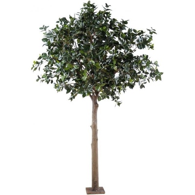 Platinum Camellia Japonica strom, 300cm