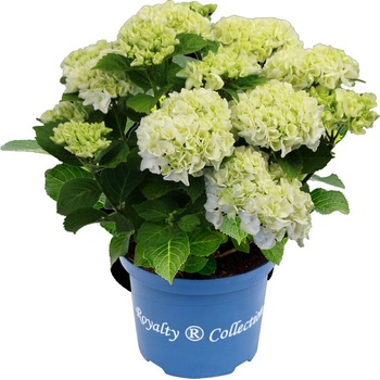 Royalty Collection® Ice Girl Royalty Collection® Хортензия macrophylla