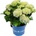 Royalty Collection® Ice Girl Royalty Collection® Хортензия macrophylla