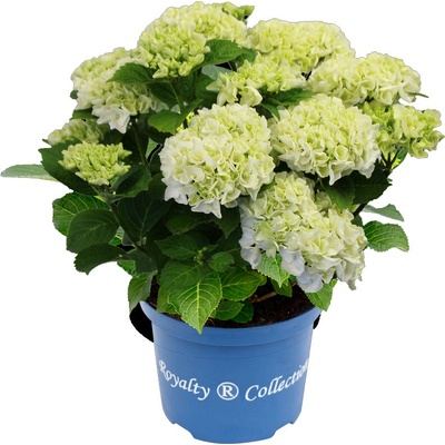 Royalty Collection® Ice Girl Royalty Collection® Хортензия macrophylla