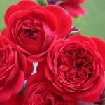 Meilland® Роза Rouge Meilove®
