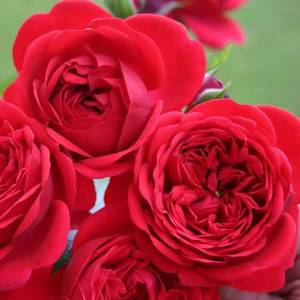Meilland® Роза Rouge Meilove®