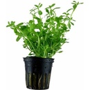 Bacopa Compact