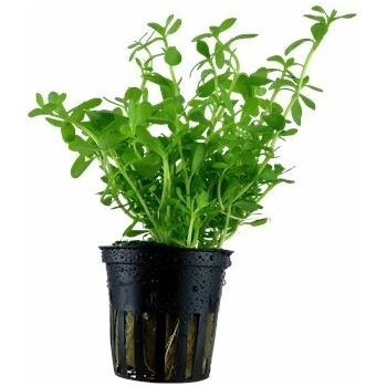 Bacopa Compact