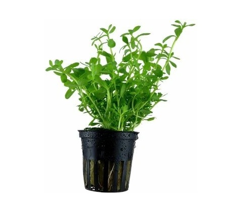 Bacopa Compact