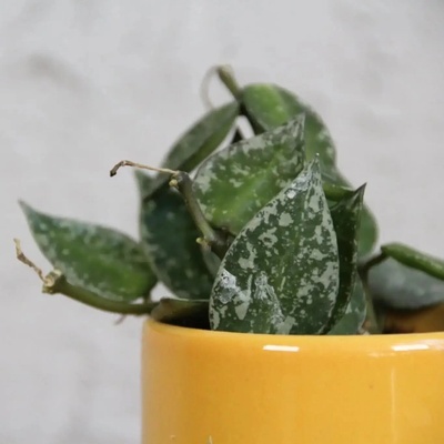 Hoya krohniana Splash baby