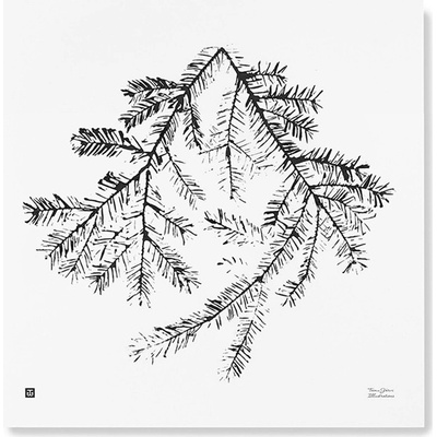 Plagát Spruce Branch 50x50