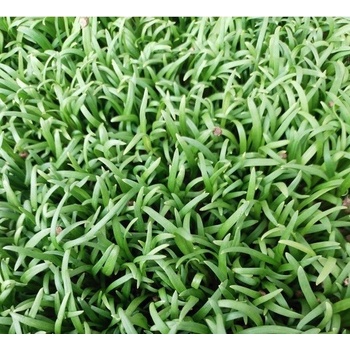Špenát setý na microgreens, 50 g