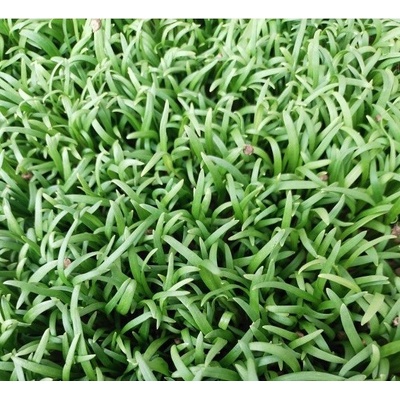 Špenát setý na microgreens, 50 g