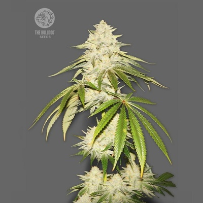 The Bulldog Seeds Joris Pound Cake semienka neobsahujú THC 3 ks